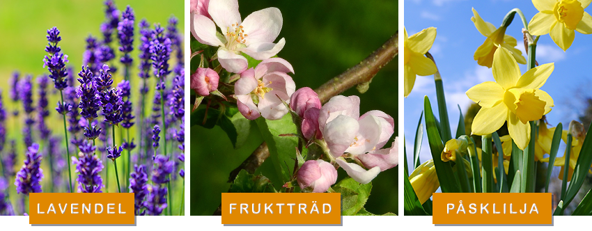 Foto: Pixabay / CreativeCommons lavendel, fruktträd, påsklilja