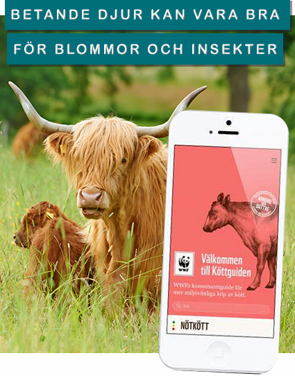 © Ola Jennersten / WWF-Sweden Betande djur