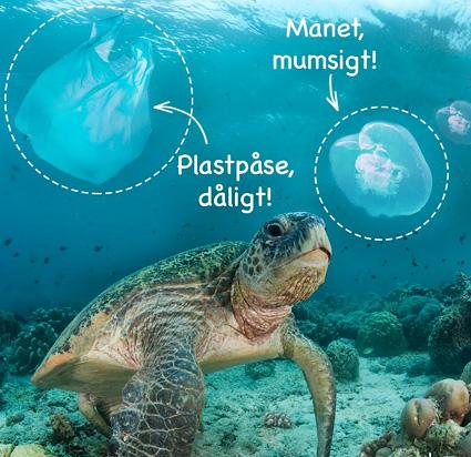 Foto: Jürgen Freund / WWF (montage) Havssköldpadda
