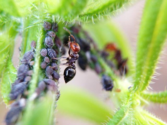 Myra med bladlöss