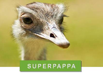© Ola Jennersten / WWF-Sweden nandu - superpappa