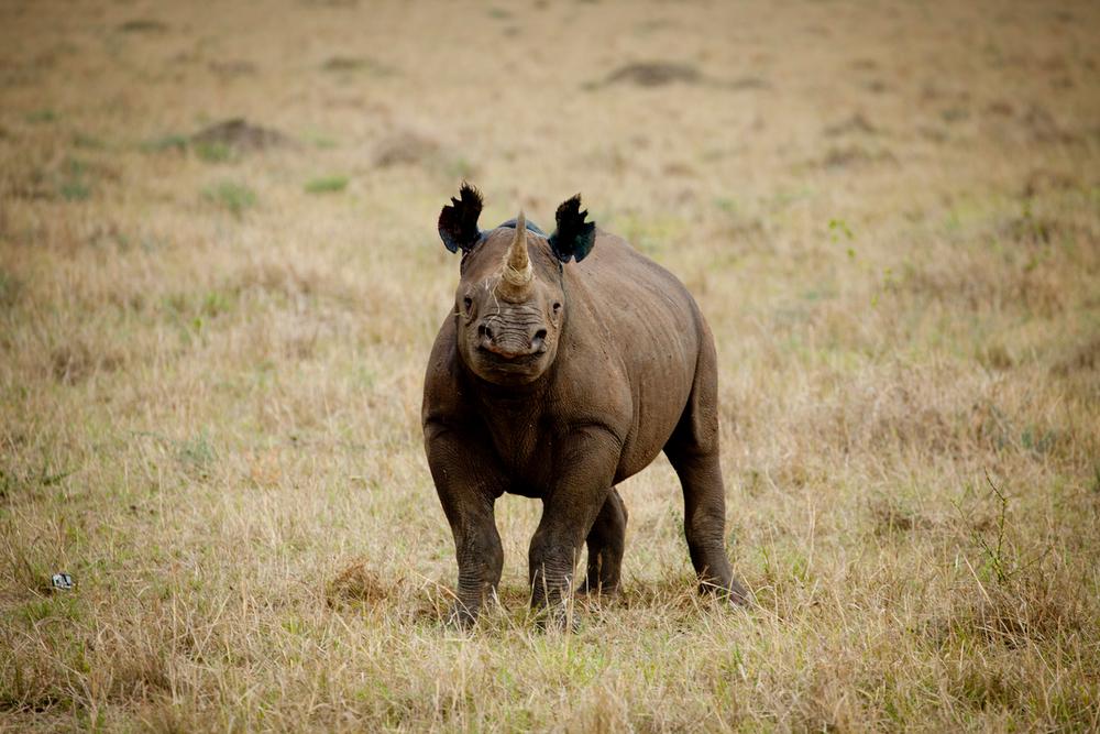 © WWF-UK/Greg Armfield Noshörning
