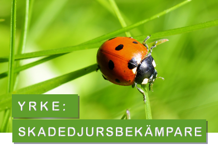 foto: pixabay nyckelpiga - skadedjursbekämpare