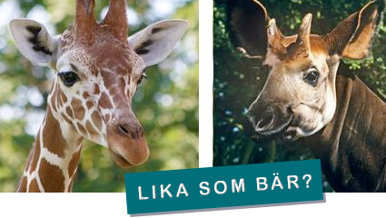 Vanlig giraff och okapi – lika som bär?