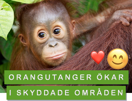 Orangutanger ökar i skyddade områden!