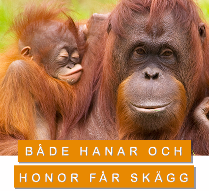 © naturepl.com / Edwin Giesbers / WWF Både hanar coh honor får skägg