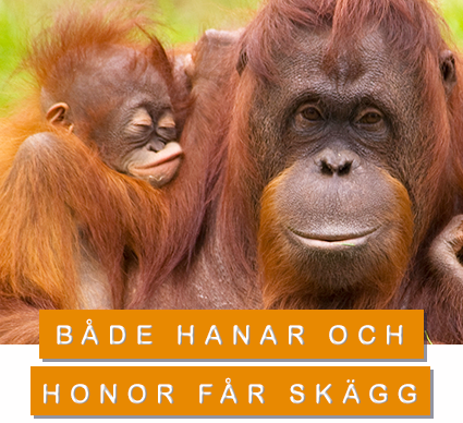 Både hanar coh honor får skägg