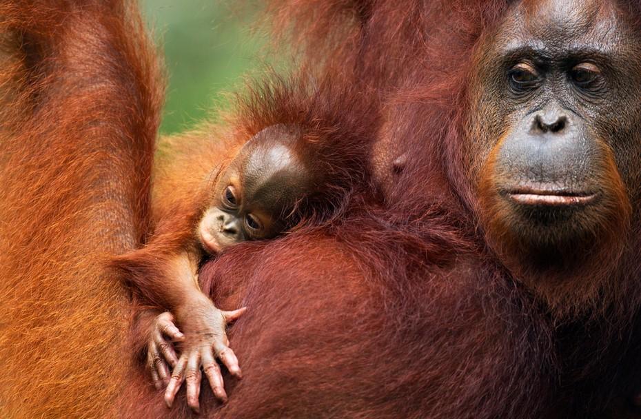 Foto: naturepl.com/Anup Shah/WWF Orangutang