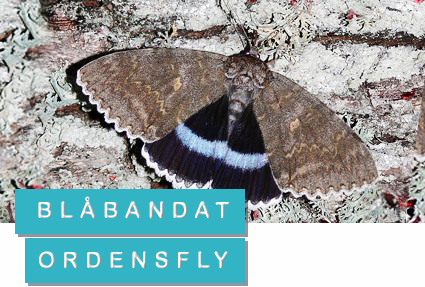 Foto: Harald Süpfle / WikimediaCommons Blåbandat ordensfly - nattfjäril