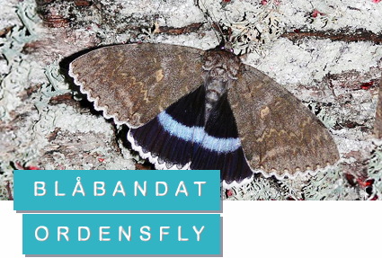 Blåbandat ordensfly - nattfjäril