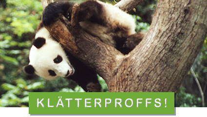 © John Mackinnon / WWF klättrande panda
