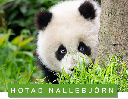 © Richard Barrett / WWF-UK panda