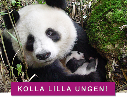 © WWF China / Yong Yange pandaunge