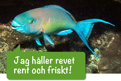 Creative Commons Attribution 2.0 Generic license. / Derek Keats Papegojfisk "jag håller korallrevet friskt"