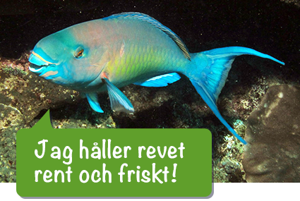 Papegojfisk "jag håller korallrevet friskt"