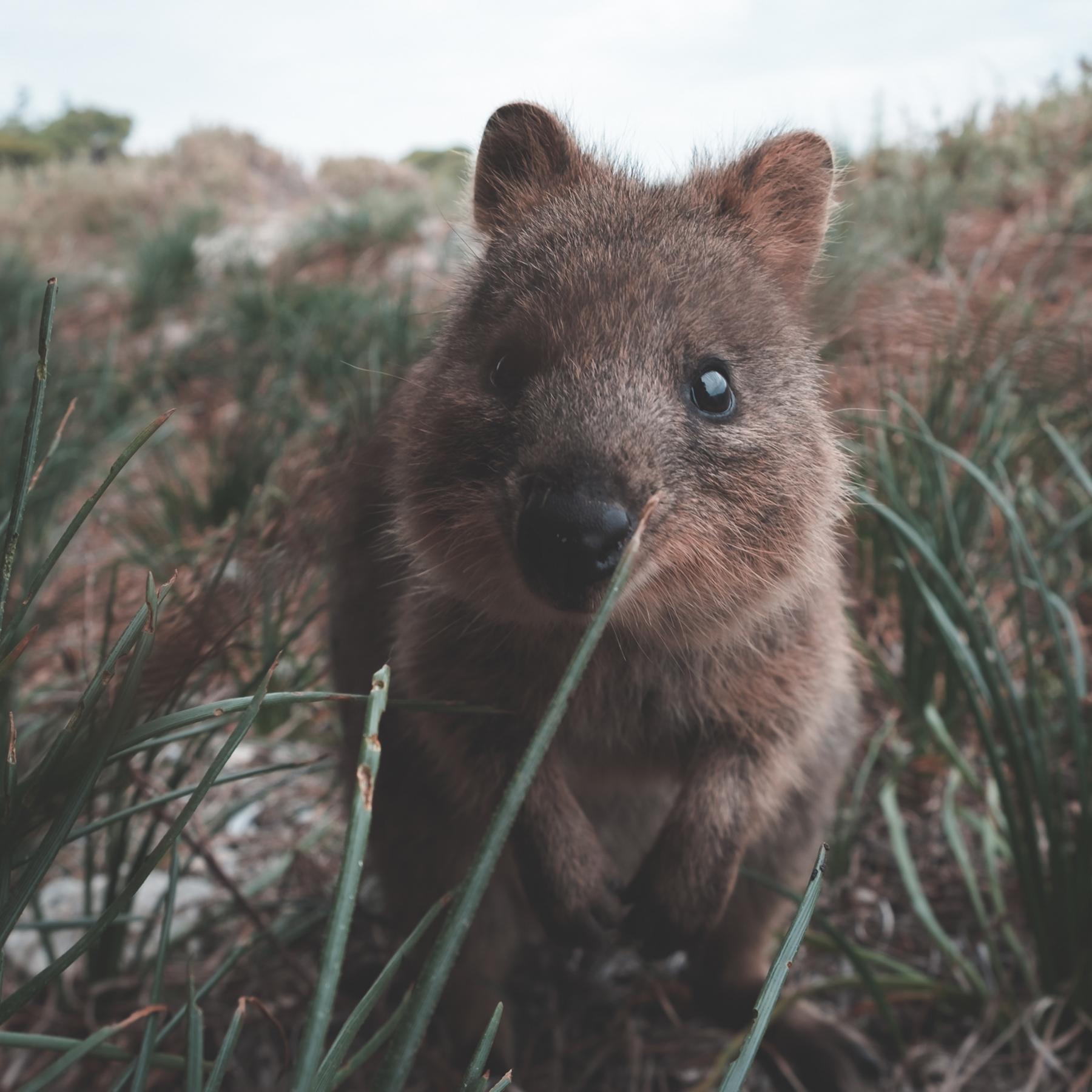 © Pexels Quokka
