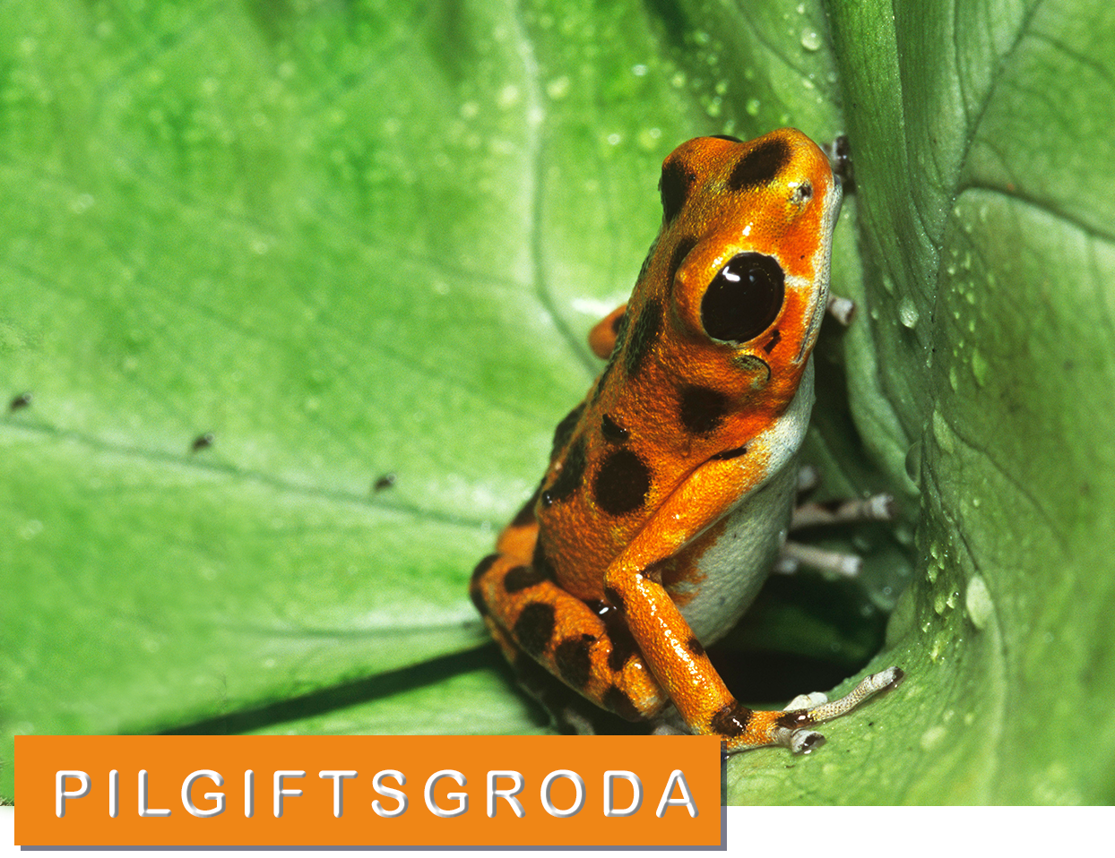 Pilgiftsgroda