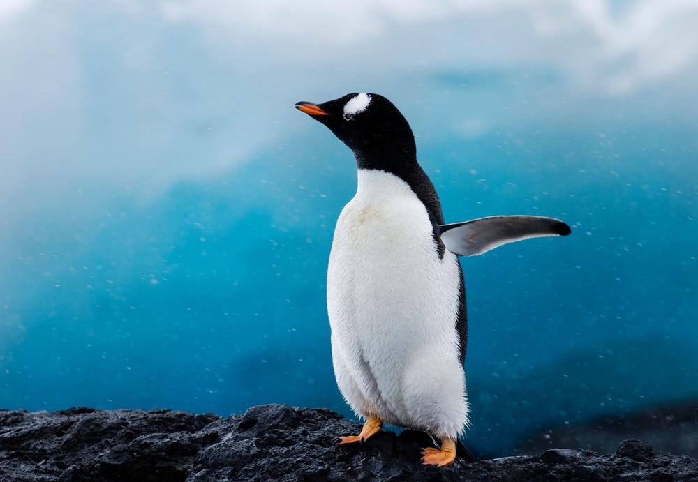 © naturepl.com / David Tipling / WWF Pingvin