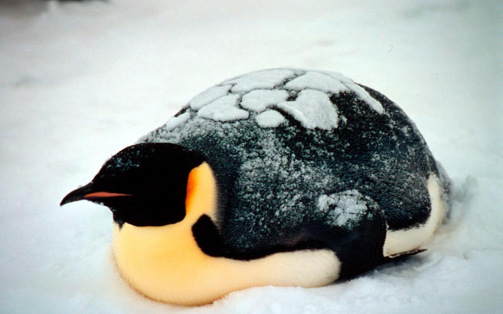 © Fritz Pölking / WWF Pingvin