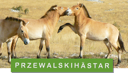 Przewalskihästar