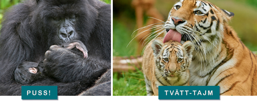 © naturepl.com / Andy Rouse / WWF © Ola Jennersten / WWF-Sweden gorilla och tiger