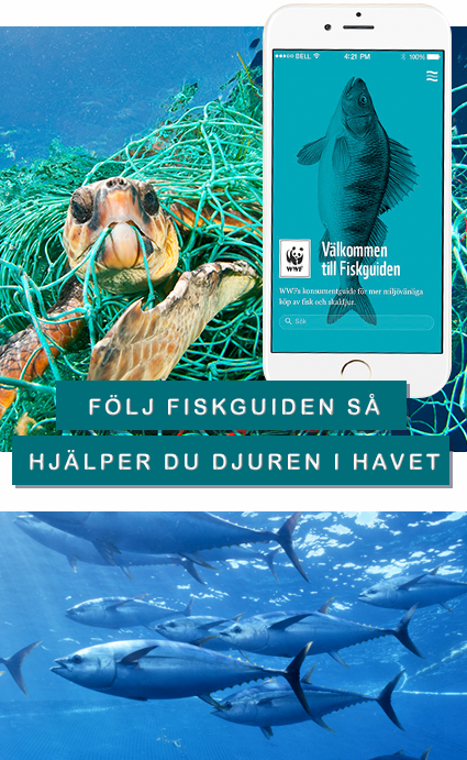© naturepl.com / Jordi Chias / WWF © naturepl.com / Doc White / WWF fiskguiden