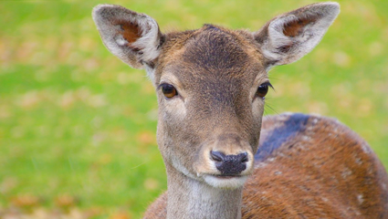 Foto: pixabay/creativecommons rådjur