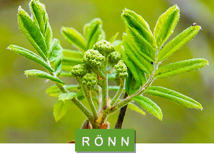 © pixabay/creativecommons rönn