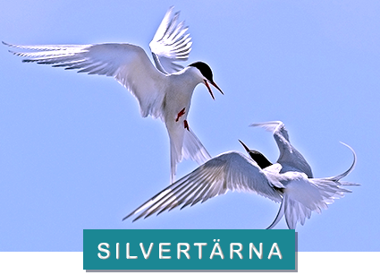 silvertärna