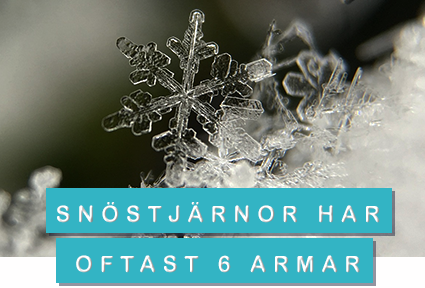 snöstjärna