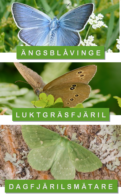 © Ola Jennersten / WWF-Sweden (dagfjärilsmätare), Darius Baužys (ängsblåvinge), Andreas Eichler (luktgräsfjäril), sommarfjärilar