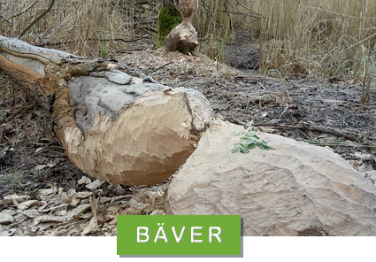 Foto: Pixabay /CreativeCommons bävergnag