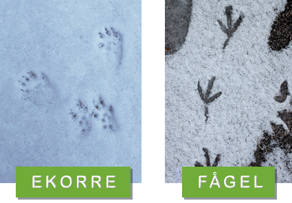 Foto: Jenny Lundell & Pixabay /CreativeCommons ekorrre- och fågelspår