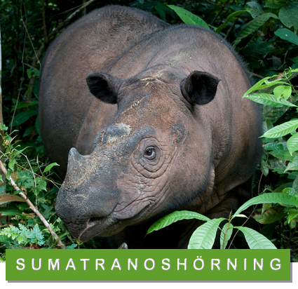 sumatranoshörning