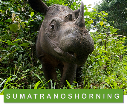 © naturepl.com / Mark Carwardine / WWF sumatranoshörning