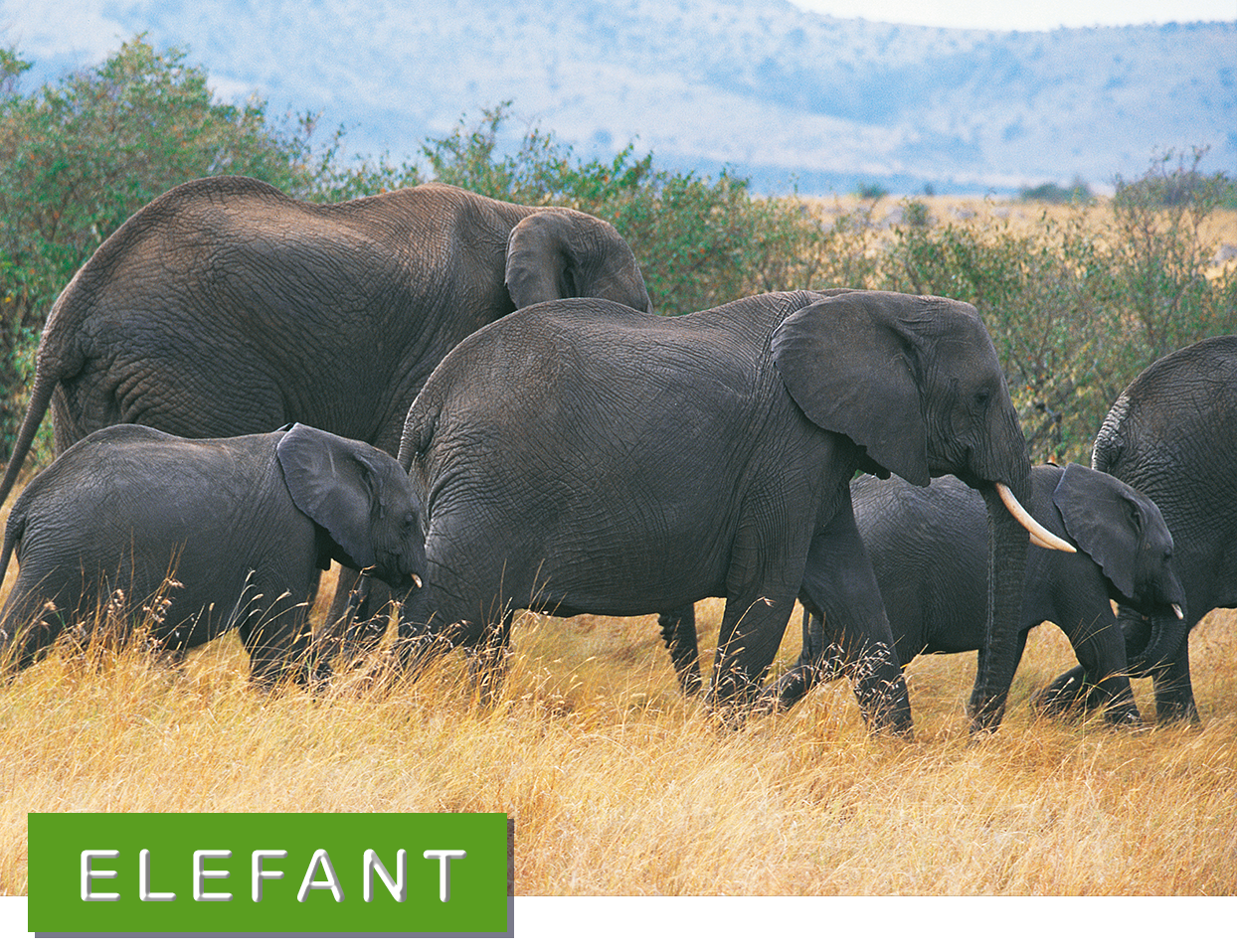 © Sven Zetterlund Elefant