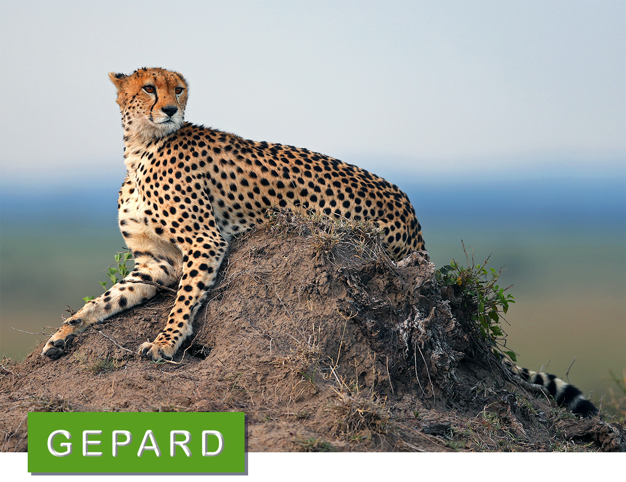 © Sven Zetterlund Gepard