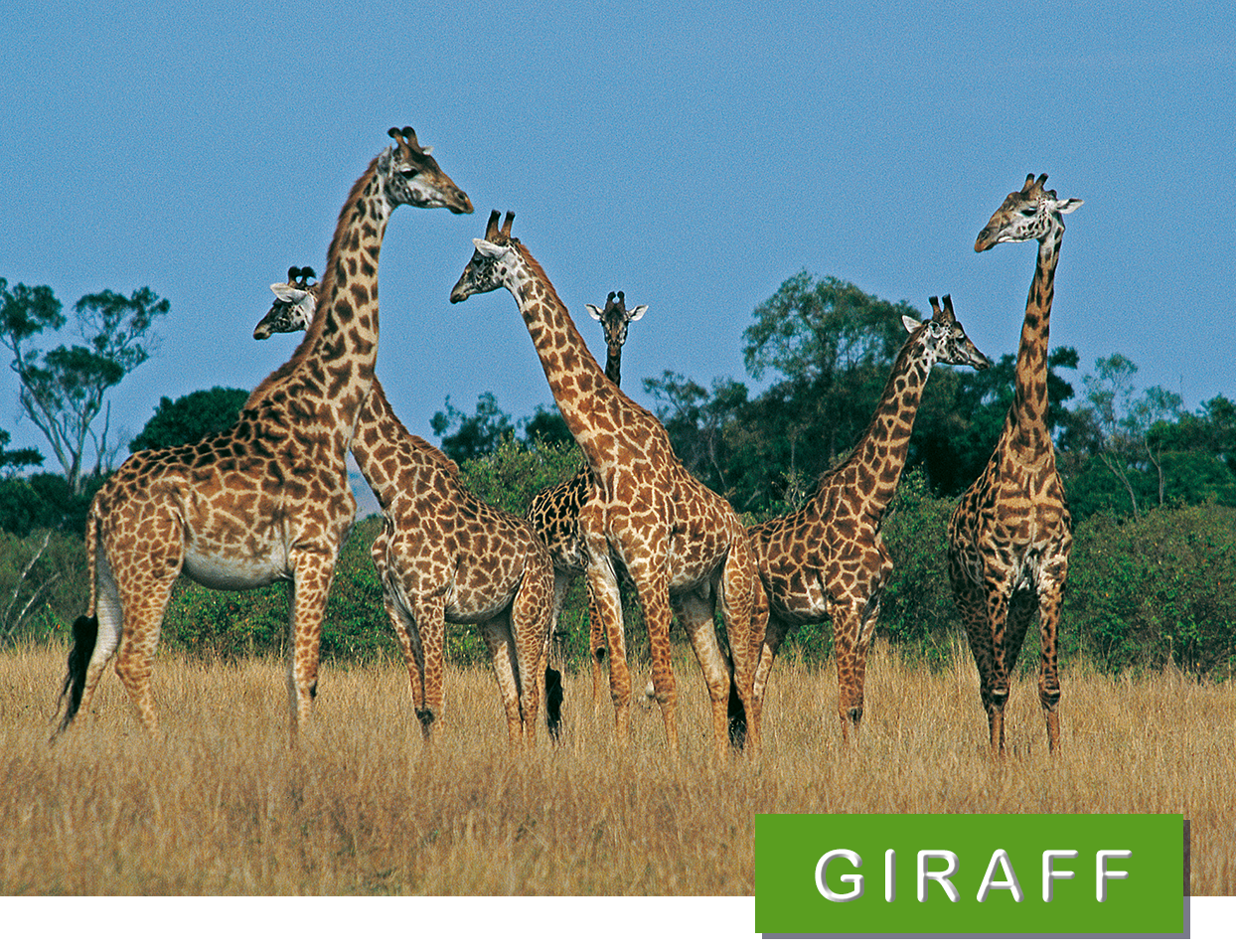 © Sven Zetterlund Giraff