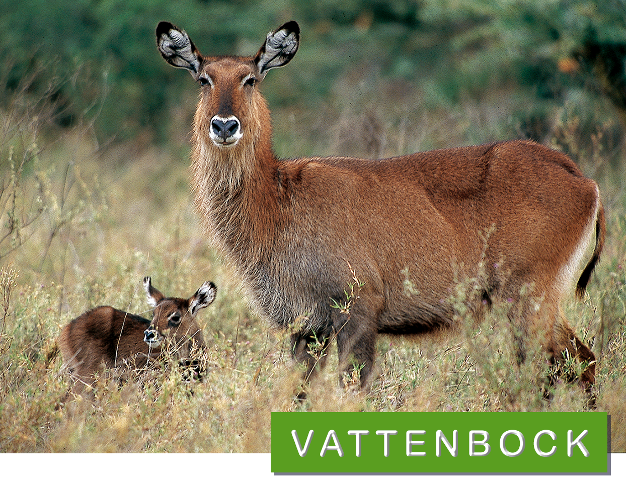 Vattenbock