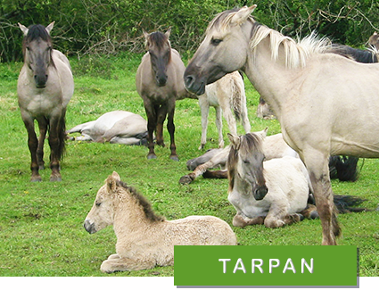 © Olivier Van Bogaert / WWF tarpaner