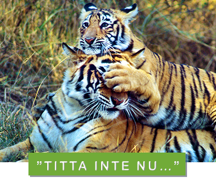 © Vivek R. Sinha / WWF tigrar