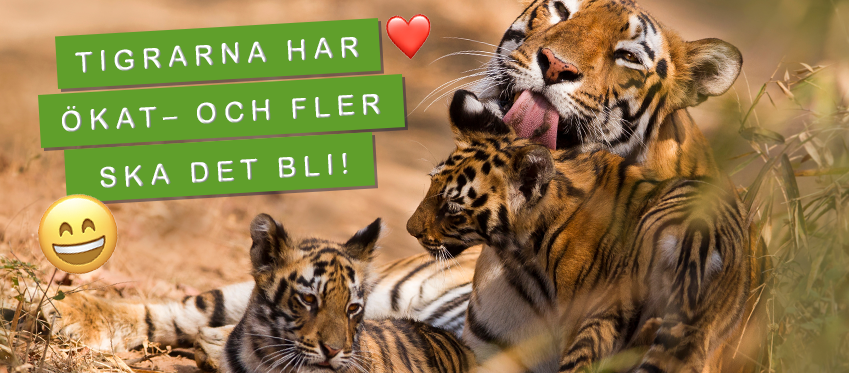 Foto: shutterstock Tigrarna har ökat!