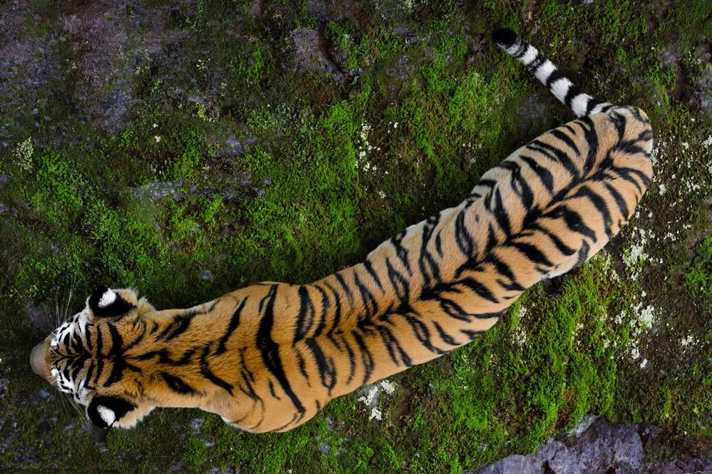 Foto: Shutterstock/FX/WWF Tiger