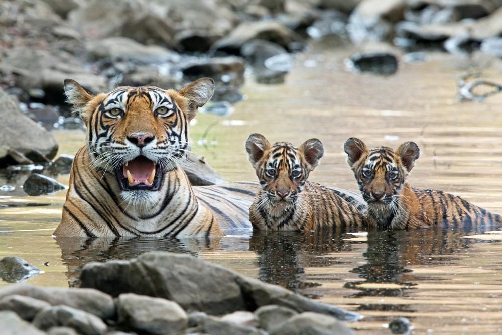 Foto: naturepl.com/Andy Rouse/WWF Tigrar