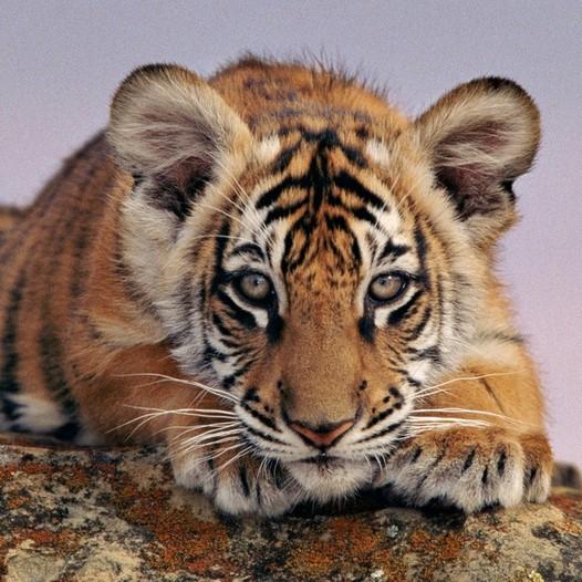 Tigerunge. Foto: Andy Rouse Tigerunge
