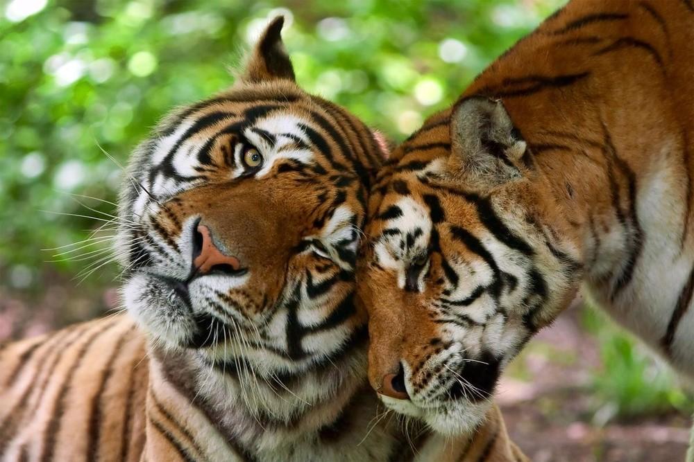 Foto: Shutterstock/Ammit Jack/WWF-Sweden Tigrar