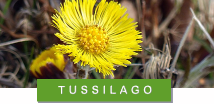 foto: creativecommons / pixabay tussilago