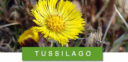 tussilago