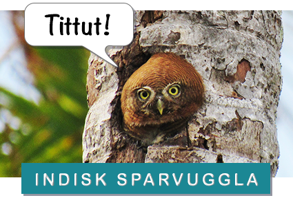foto: pixabay/creativecommons indisk sparvuggla