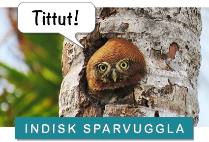 indisk sparvuggla